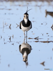 タゲリ百選 水鏡 凛々しく
