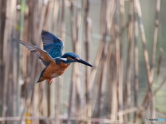 今日のカワセミ 次は向こうへ