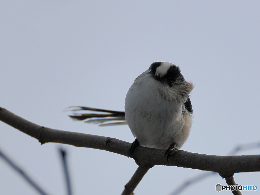 日々探鳥 愛くるしいエナガ①