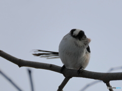 日々探鳥 愛くるしいエナガ①