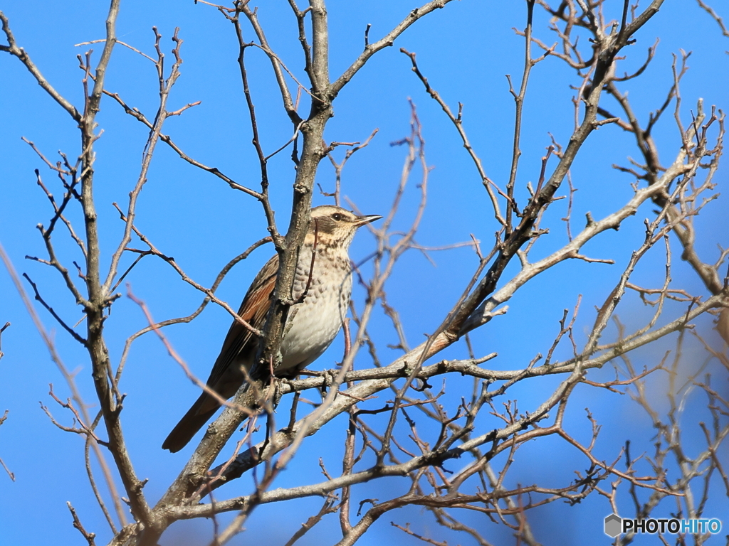 日々探鳥 だんまりツグミ