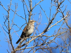 日々探鳥 だんまりツグミ