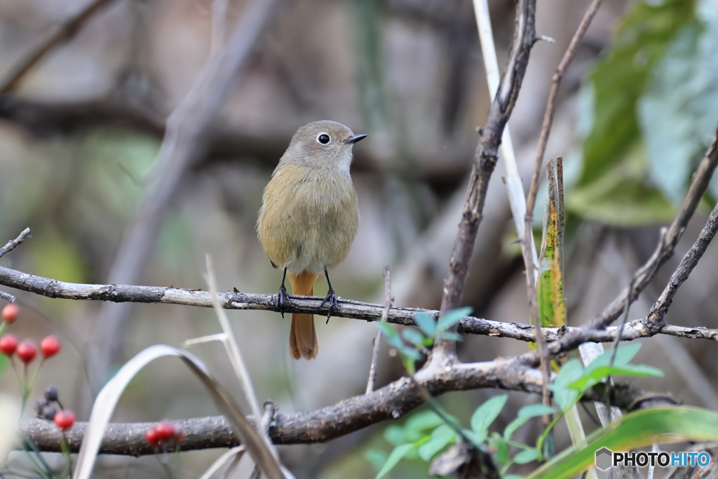 日々探鳥 赤い実のジョビコ