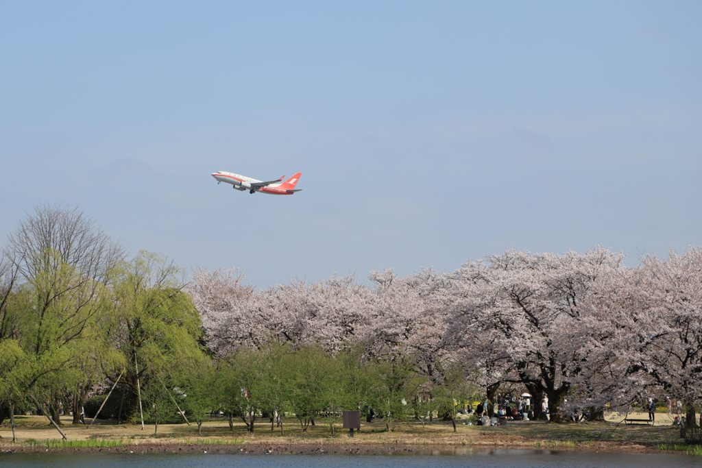 桜と飛行機②