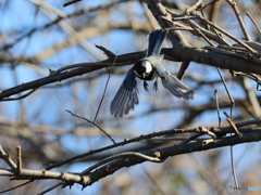 日々探鳥 ひょいと 四十雀