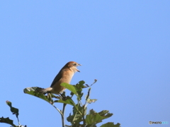 日々探鳥 小さな猛禽類 怖い顔ですね 日々探鳥 小さな猛禽類 怖い顔ですね