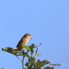 日々探鳥 小さな猛禽類 怖い顔ですね