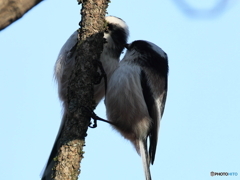 日々探鳥 じゃれあい