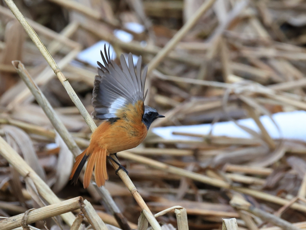 日々探鳥 ジョビオ 飛翔①