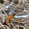 日々探鳥 ジョビオ 飛翔①