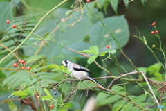 日々探鳥 中々素早いね！