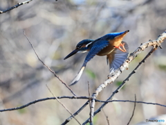 今日のカワセミ 追いかけて