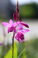 庭の花 シラン
