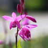 庭の花 シラン
