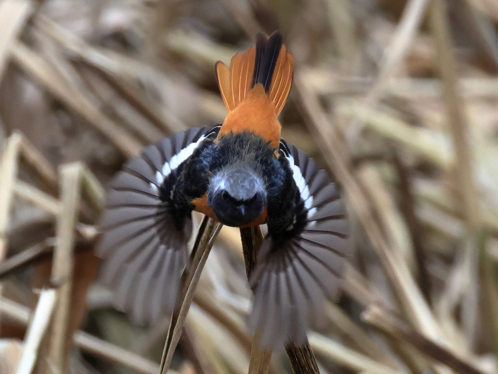 日々探鳥 ジョビオ 両扇飛翔