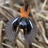 日々探鳥 ジョビオ 両扇飛翔