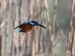 今日のカワセミ 移動中 