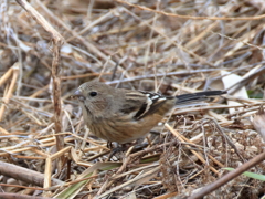 日々探鳥 さようならベニマシコ♀③
