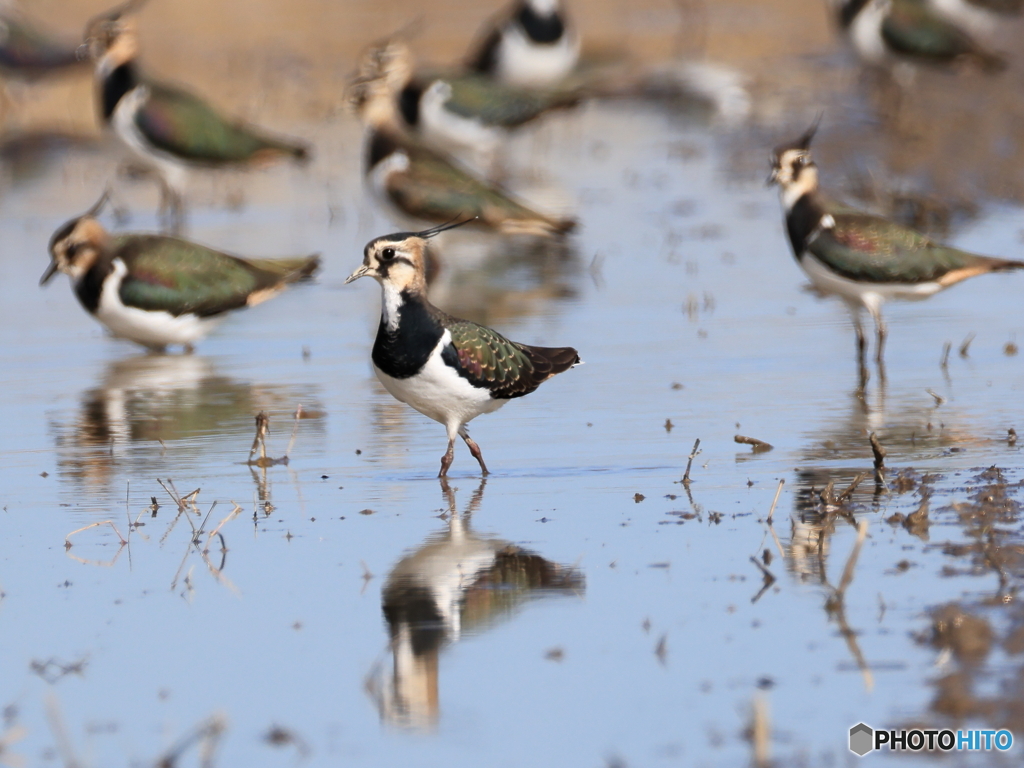 タゲリ百選 モデルウォーク／カッコいいでしょ！
