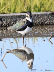 タゲリ百選 水鏡 穏やかな表情