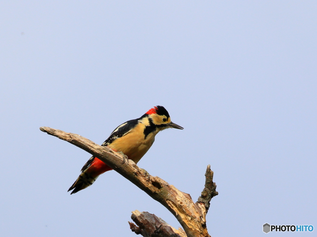 日々探鳥 どこへ行こうかな？