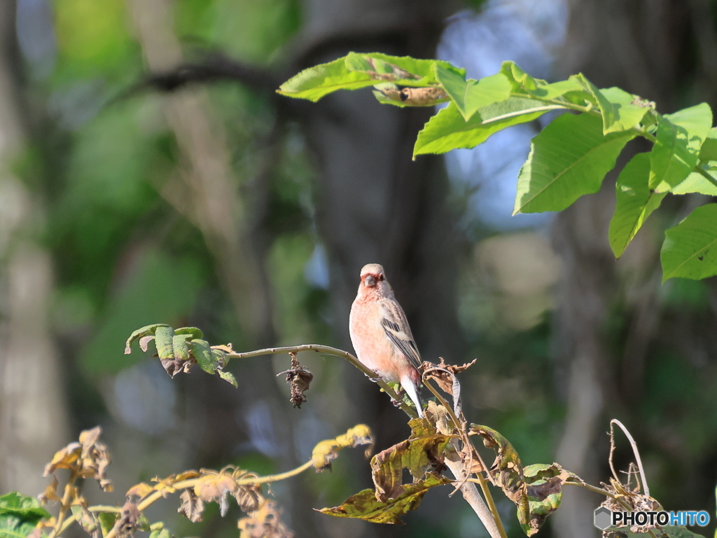 日々探鳥 初ベニマシコ１０選 てっぺんでお澄まし顔