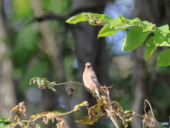 日々探鳥 初ベニマシコ１０選 てっぺんでお澄まし顔