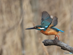 今日のカワセミ 飛び出し②