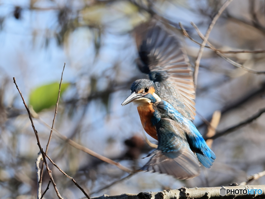 今日のカワセミ いざ！いざ！