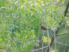 日々探鳥 コヨシキリ