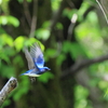 日々探鳥 オオルリの飛び出し②