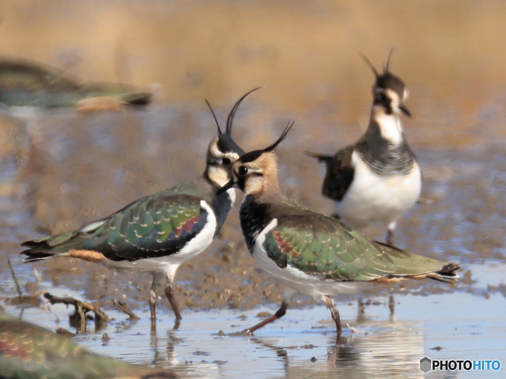 タゲリ百選 おっとゴメン！