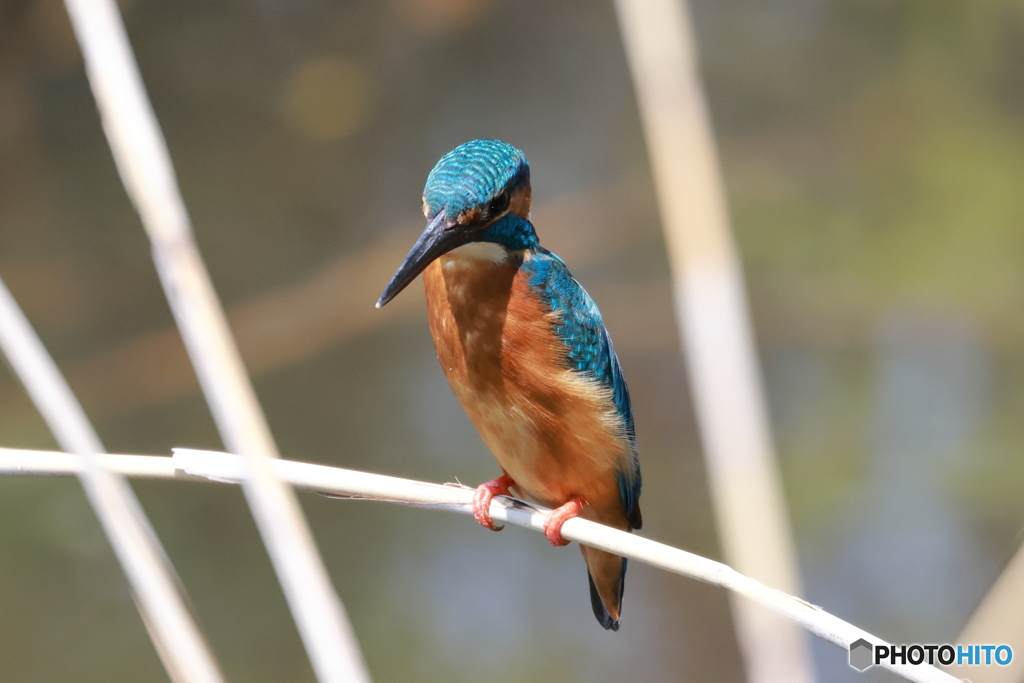 獲物を狙うカワセミ