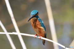 獲物を狙うカワセミ