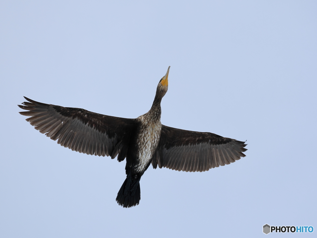 日々探鳥 鵜飛翔③