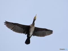 日々探鳥 鵜飛翔③