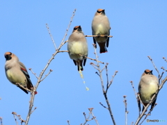 日々探鳥 ヤドリギの種まき