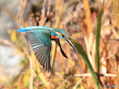 今日のカワセミ 飛び出し