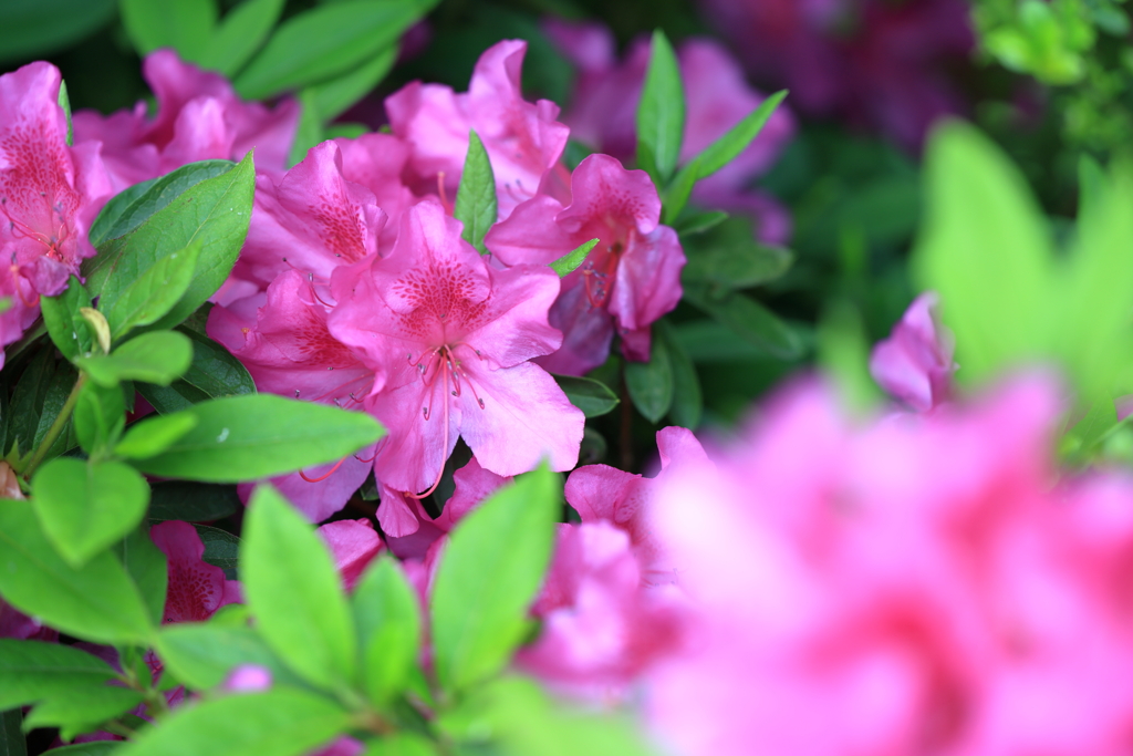庭の花 ツツジ(？)