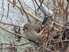 日々探鳥 ベニマシコ♀ ？②