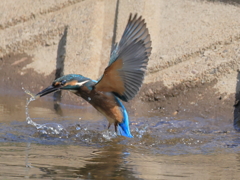 今日のカワセミ 飛込み連続シーン 戻り羽ばたき④
