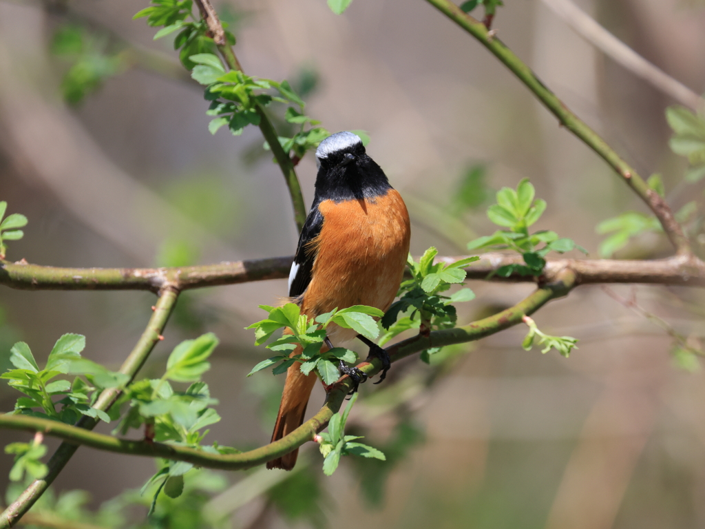 日々探鳥 若葉のジョビオ①