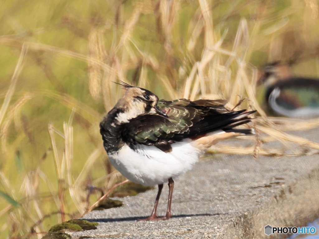 タゲリ百選 首後ろかゆい･･？