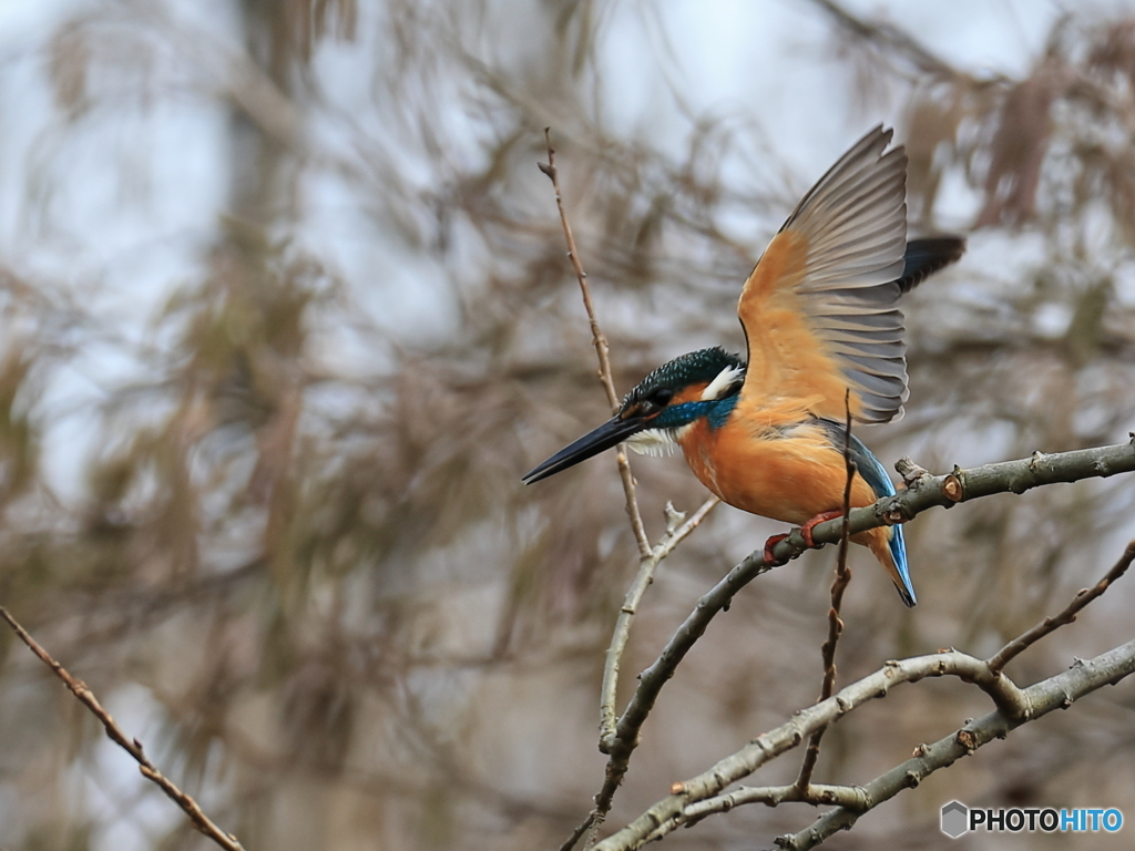 今日のカワセミ む､む､飛込みか？