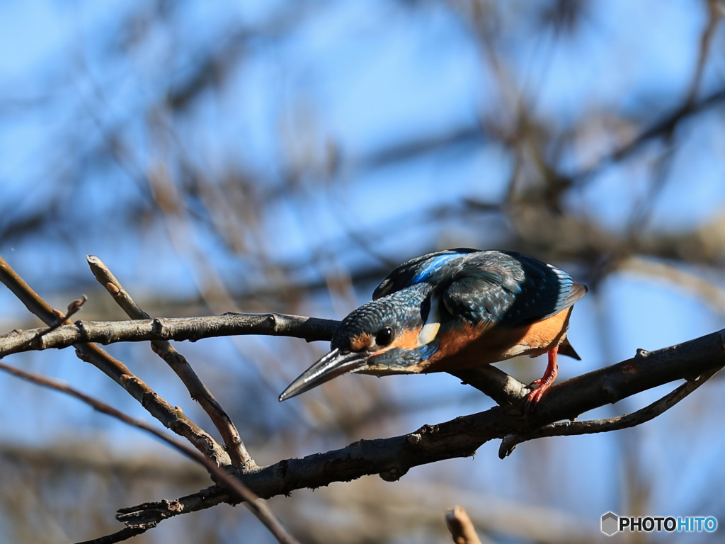 今日のカワセミ 飛び出し②