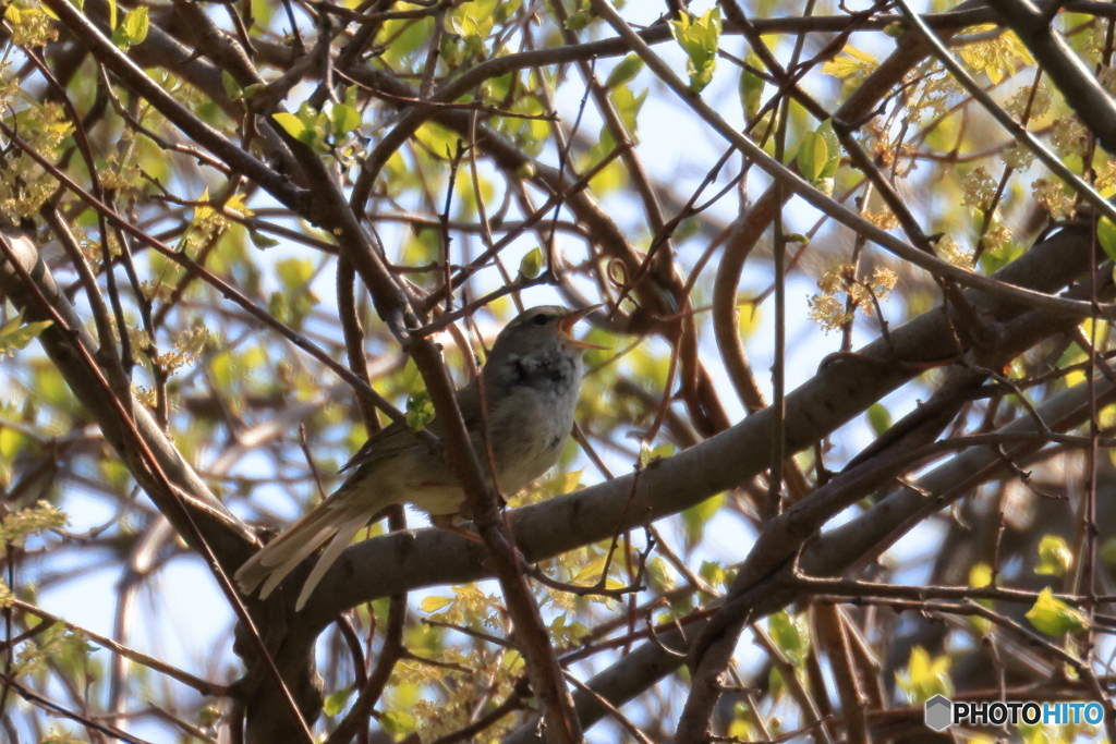 さえずるウグイス