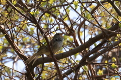さえずるウグイス