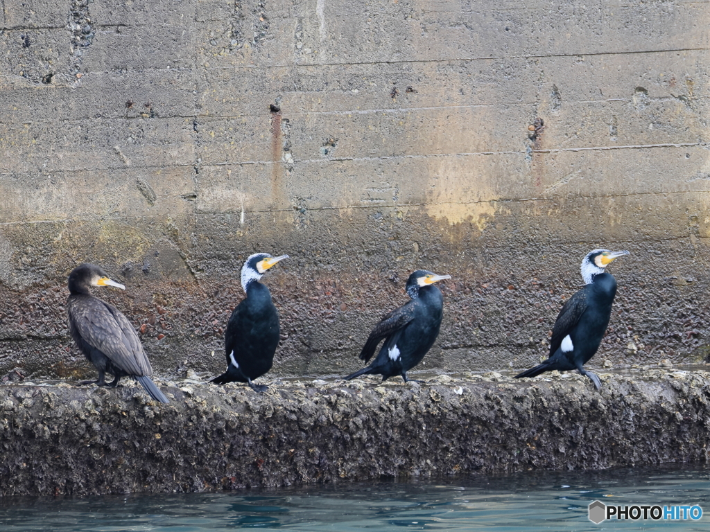 日々探鳥 風をよけて一休みカワウ一家