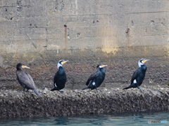 日々探鳥 風をよけて一休みカワウ一家
