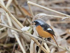 日々探鳥 ジョビオ 何食べているの？